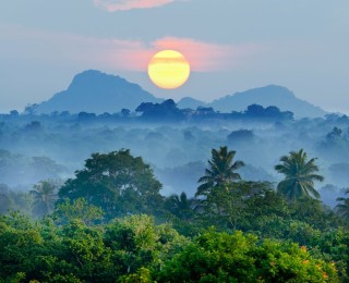 Тропические леса шри ланка