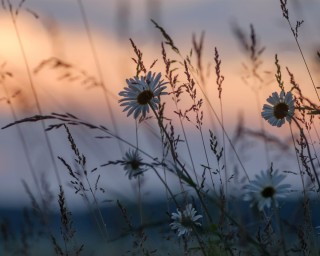 Полевые цветы в тумане