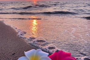 Лето море цветы