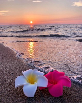 Лето море цветы