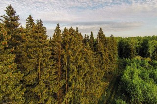 Еловые леса саратовской области