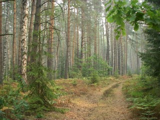 Леса московской области
