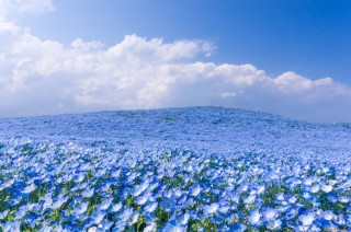 Небесно голубые цветы