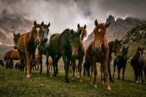 Дикие лошади в горах
