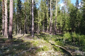 Хвойные леса костромской области