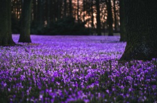 Поляна с фиолетовыми цветами