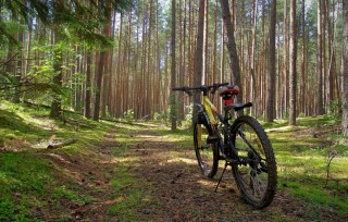 Велопрогулки в лесу