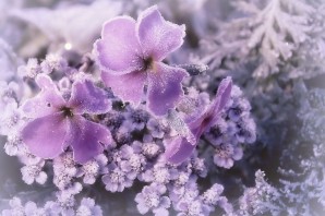 Морозные цветы