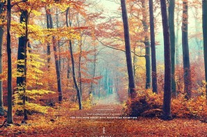 Осенний редкий лес
