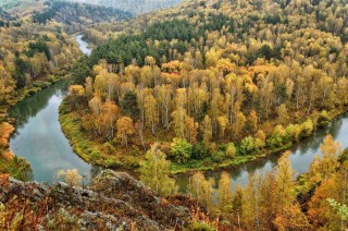 Смешанные леса новосибирской области