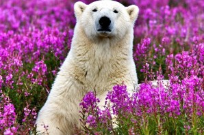 Белый медведь в цветах