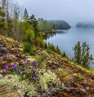 Флора ладожского озера