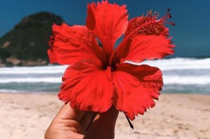 Гавайи цветы