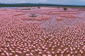 Озеро богория кения