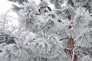 Зимние явления в живой и неживой природе