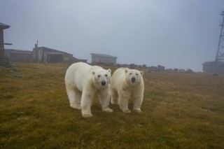 Белые медведи на аляске