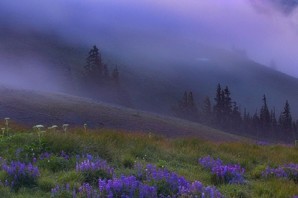 Фиолетовый туман