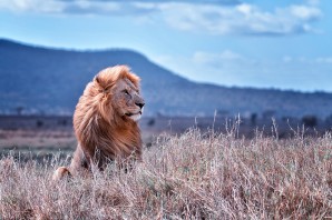 Жизнь львов в дикой природе