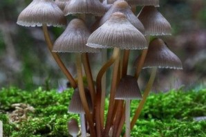 Животные растения грибы