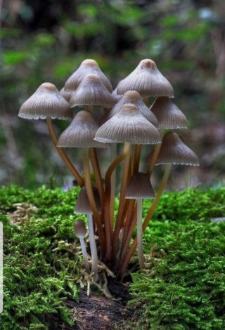 Животные растения грибы
