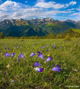 Альпийские луга кавказа