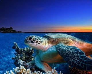 Черепахи индийского океана