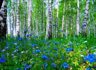 Цветы в березовой роще