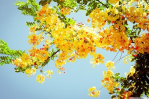 Солнечные осенние цветы