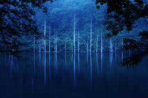 Лес в синих тонах