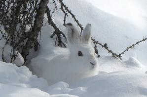 Заяц зимой в лесу