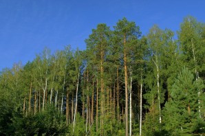 Хвойные леса саратовской области