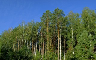 Хвойные леса саратовской области