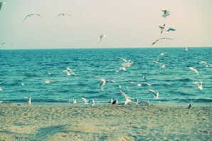Море пляж чайки