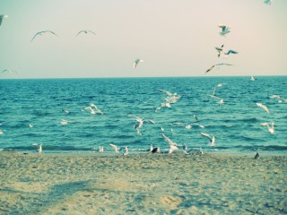 Море пляж чайки
