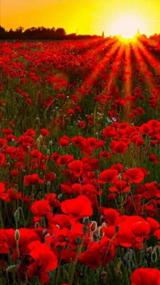 Поле красных цветов