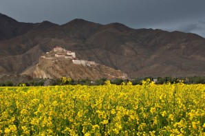 Цветы тибета