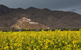 Цветы тибета