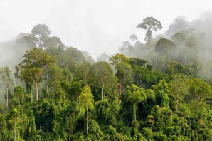 Тропические леса малайзии