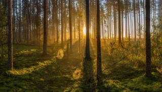Сосновый лес в ленинградской области