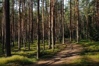 Сибирский сосновый лес