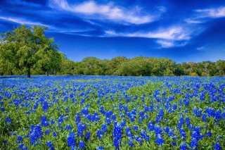 Голубые цветы в поле