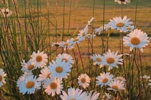 Летние цветы в деревне