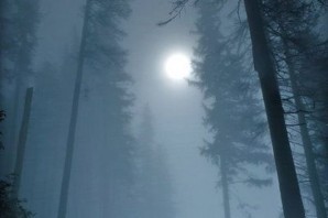 Ночной лес в тумане