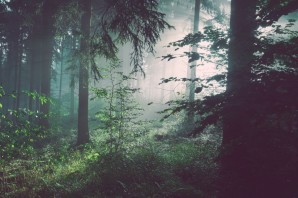 Эстетика темного леса