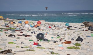 Остров хендерсон мусор