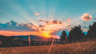 Поле лес закат