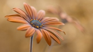 Цветы в коричневых тонах
