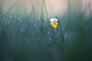 Утро роса цветы