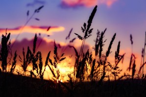 Пшеничное поле на закате