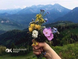 Алтайские цветы